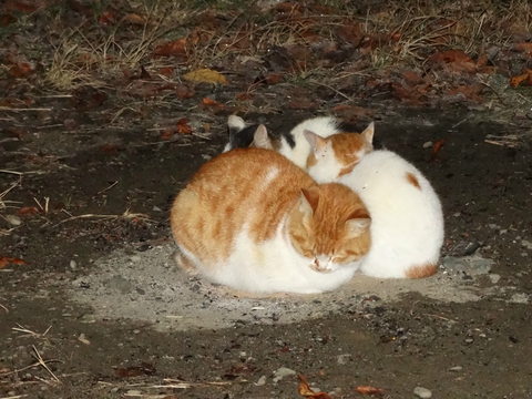 冬のハイシーズン前に猫の集団とキャンプ：青野原オートキャンプ場