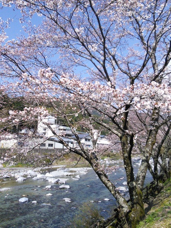 ■　2015年　3月　29日　春の花見キャンプ　■