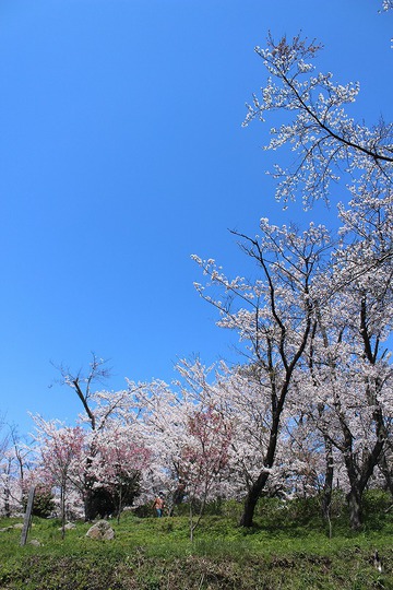 ■ さくら 見納め?■ ■ さくら 見納め?■