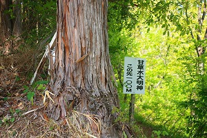桜の名山ですが新緑を歩く生藤山 桜の名山ですが新緑を歩く生藤山