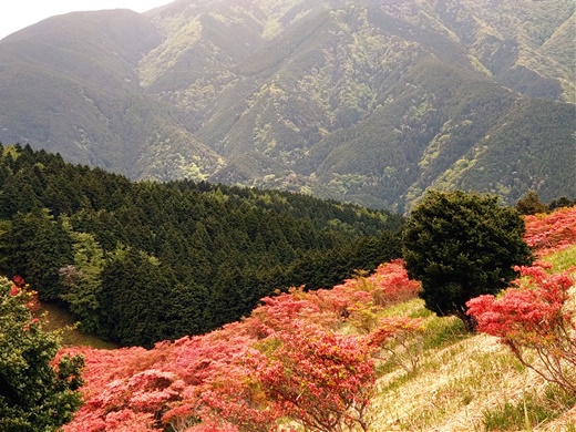 一目百万本のつつじ 大和葛城山 ~ お気楽山行までもいかない手抜きキャンプだよ ~ 一目百万本のつつじ 大和葛城山 ~ お気楽山行までもいかない手抜きキャンプだよ ~