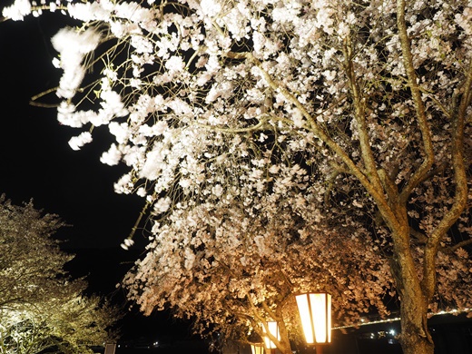 4月のご報告 ~ なんもないんですけど、、、 ~ 4月のご報告 ~ なんもないんですけど、、、 ~