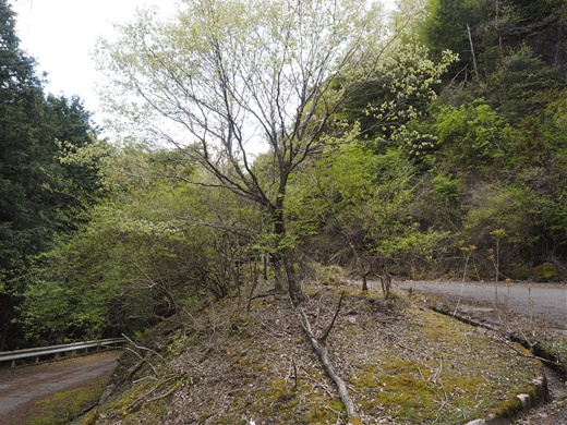 忘れられゆく道 ~ 国道173号線 天王峠 旧道 ~ 忘れられゆく道 ~ 国道173号線 天王峠 旧道 ~