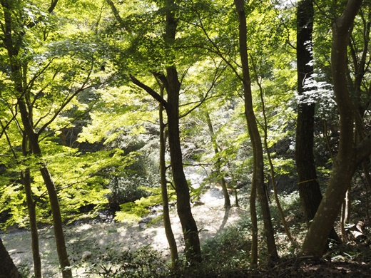まったりと秋の旬を愉しみましょう ~ 山城町森林公園キャンプ場でお泊りだよん ~ まったりと秋の旬を愉しみましょう ~ 山城町森林公園キャンプ場でお泊りだよん ~