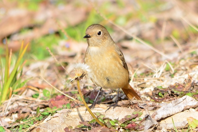 入門者に優しい野鳥 入門者に優しい野鳥