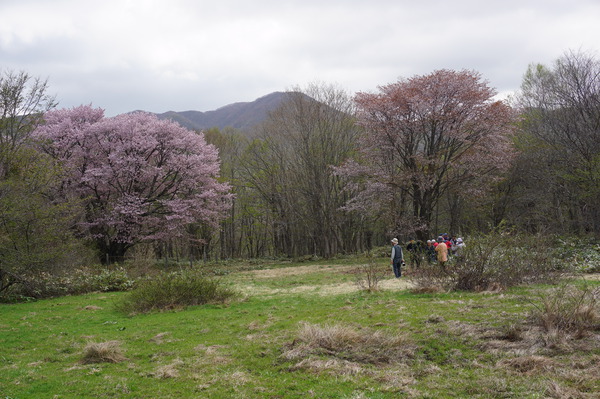 田代高原の一本桜満開です