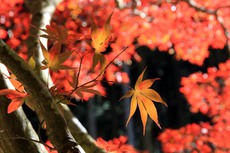 兵庫県丹波市の石龕寺（岩屋寺）の紅葉を訪ねて