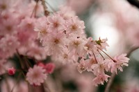 花見キャンプへ~♪