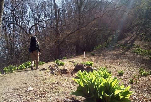奥多摩三分のニ山♪ 奥多摩三分のニ山♪