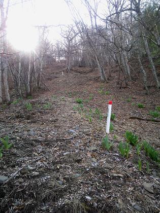 奥多摩三分のニ山♪ 奥多摩三分のニ山♪