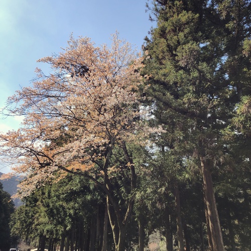 【有名無料キャンプ場】大津谷公園キャンプ場 訪問レビュー① 【有名無料キャンプ場】大津谷公園キャンプ場 訪問レビュー①