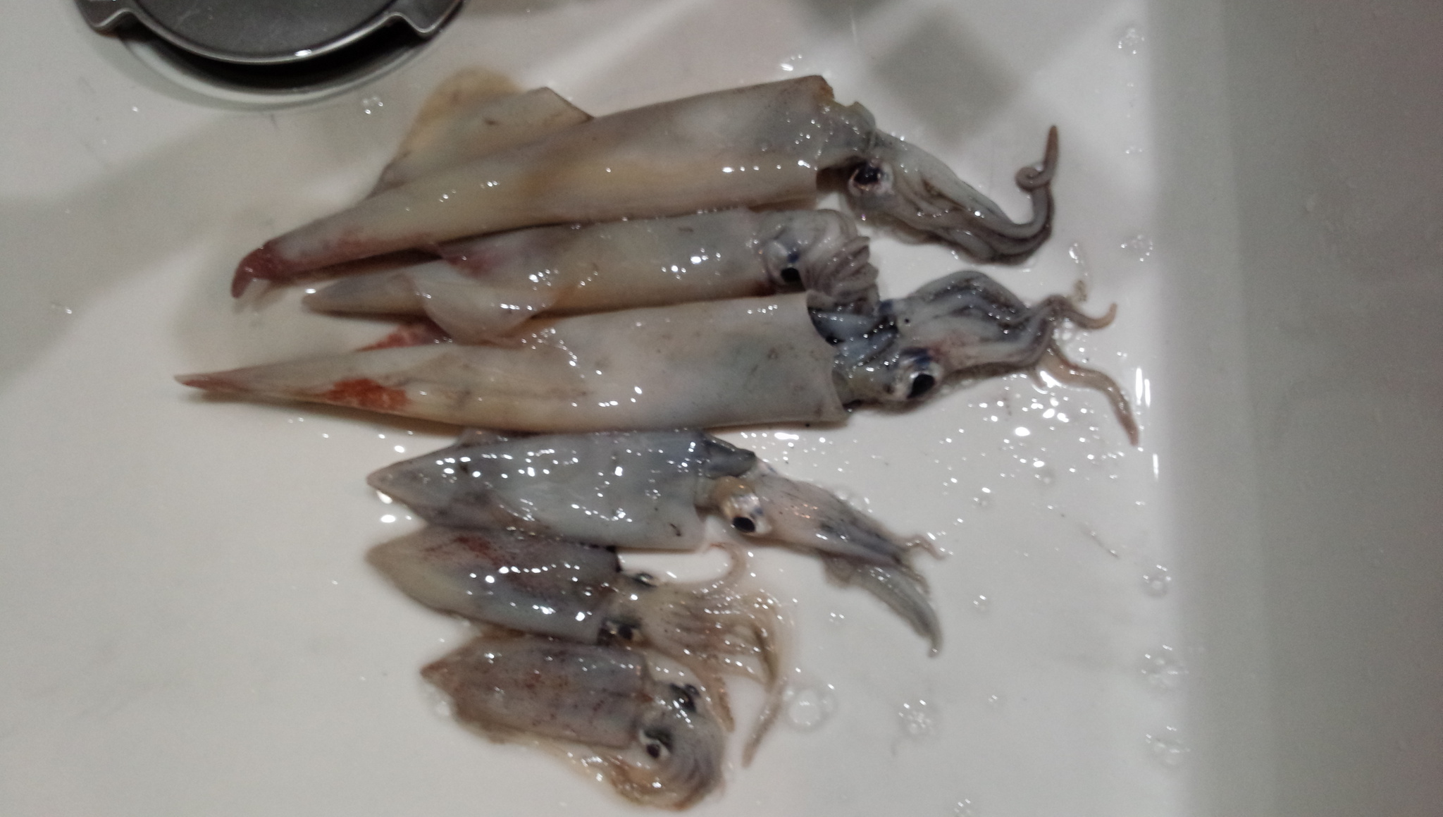 2.10 アジング初釣果 カサゴ ヤリイカウキ釣り 2.10 アジング初釣果 カサゴ ヤリイカウキ釣り