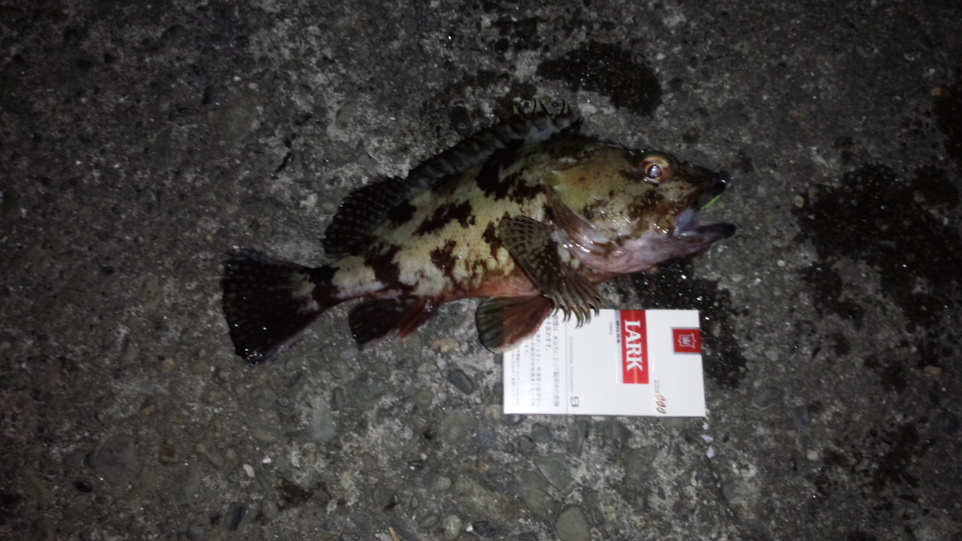 2.10 アジング初釣果 カサゴ ヤリイカウキ釣り 2.10 アジング初釣果 カサゴ ヤリイカウキ釣り