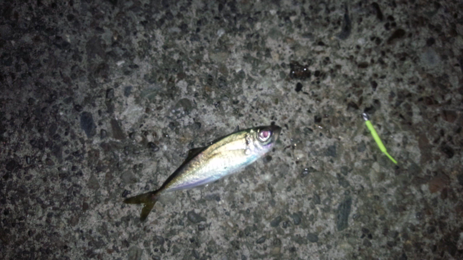 2.10 アジング初釣果 カサゴ ヤリイカウキ釣り 2.10 アジング初釣果 カサゴ ヤリイカウキ釣り
