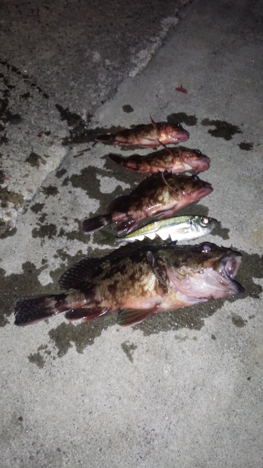 2.10 アジング初釣果 カサゴ ヤリイカウキ釣り 2.10 アジング初釣果 カサゴ ヤリイカウキ釣り