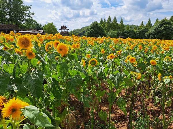 キャンプレポ【69】広島県 ほたる見公園キャンプ場 第3話 キャンプレポ【69】広島県 ほたる見公園キャンプ場 第3話