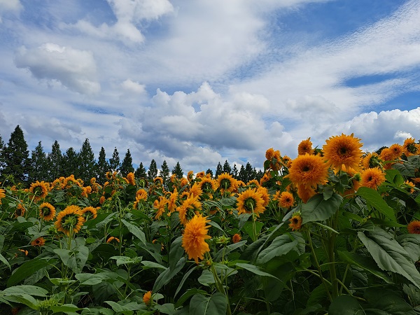 キャンプレポ【69】広島県 ほたる見公園キャンプ場 第3話 キャンプレポ【69】広島県 ほたる見公園キャンプ場 第3話