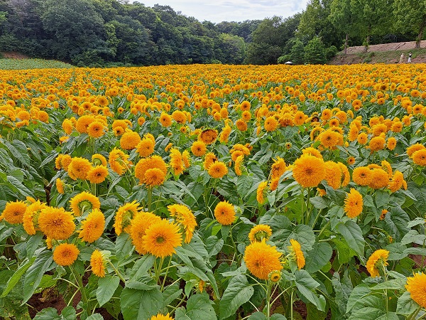 キャンプレポ【69】広島県 ほたる見公園キャンプ場 第3話 キャンプレポ【69】広島県 ほたる見公園キャンプ場 第3話