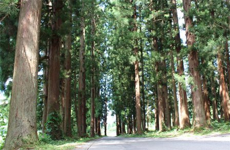 長野県下水内郡栄村 北野天満宮社叢 長野県下水内郡栄村 北野天満宮社叢
