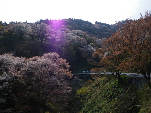 吉野桜＆カヌー