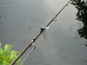 ちょこっとギル釣り♪