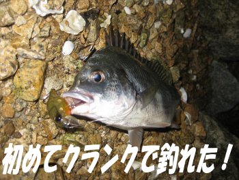 淀川チニング ジグヘッド特訓!