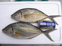 マダイとシマアジ・・・爆釣^^ すんません^^;