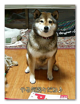 ペティオグッズがまたまた当選♪