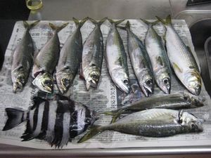 直江津釣り