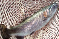 『すそのFP』でストレス解消釣行へ・・・・。