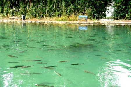 産卵期の管理釣り場は・・・・・・。