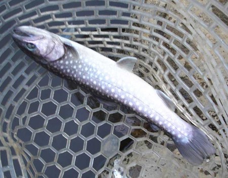 今年初の『FISH-ON!王禅寺』