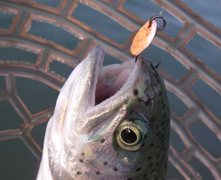 今年初めての『FISH ON!鹿留』さん。