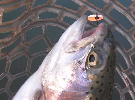 今年初めての『FISH ON!鹿留』さん。