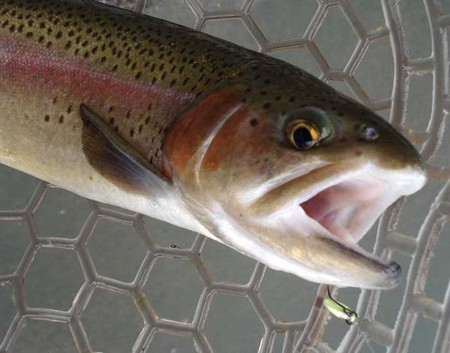気分転換にFISH ON! 鹿留さんへ!!!