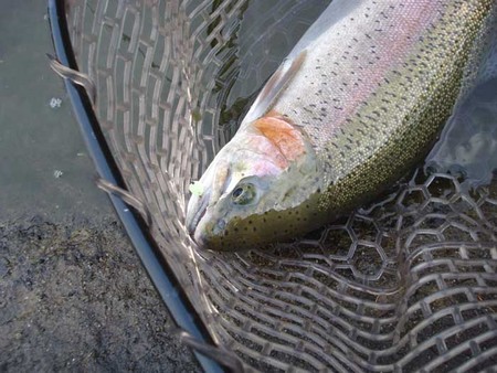 気分転換にFISH ON! 鹿留さんへ!!!