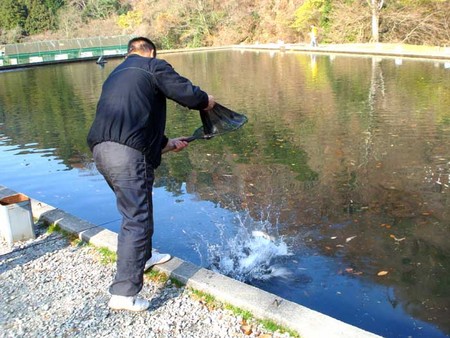 千早川マス釣り場って?!どんなところ。