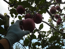リンゴ収穫中。