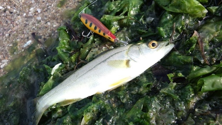 2011年釣り納め…今年一年を振り返って。