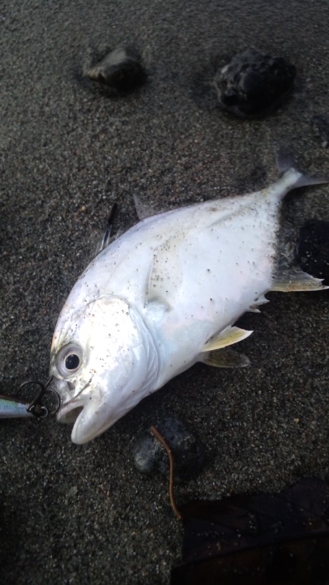 2011年釣り納め…今年一年を振り返って。