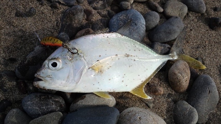 2011年釣り納め…今年一年を振り返って。