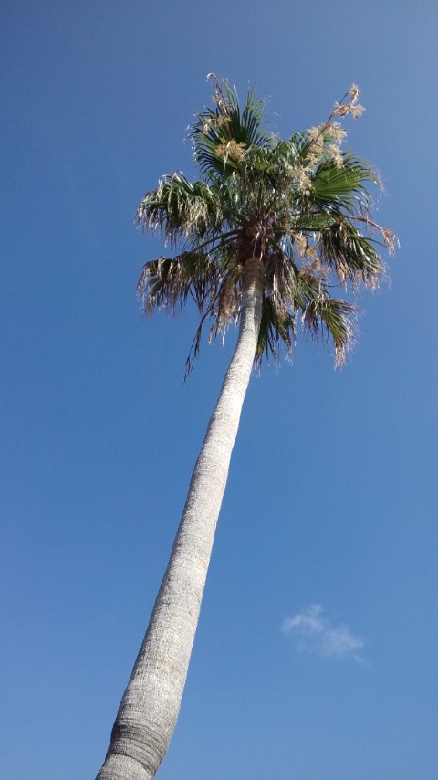 ショアからの夢