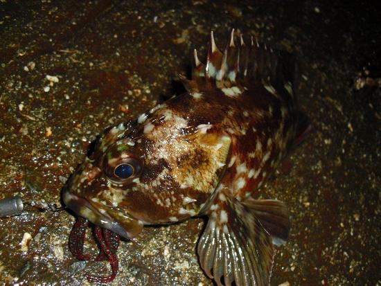 そして私は魚に癒される・・・!