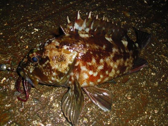 そして私は魚に癒される・・・!