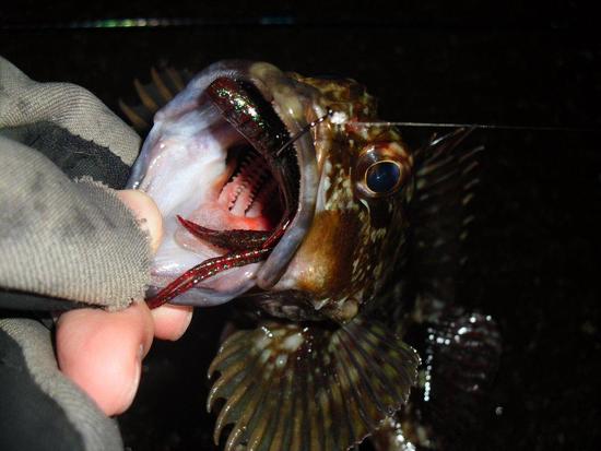 そして私は魚に癒される・・・!