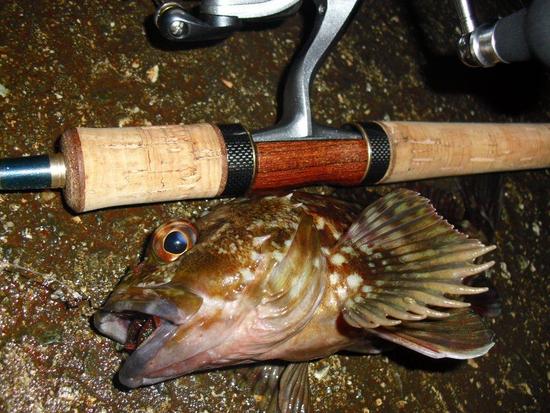 そして私は魚に癒される・・・!