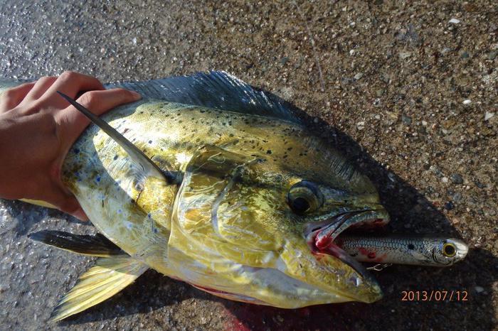 MahiMahi リベンジマッチ!!
