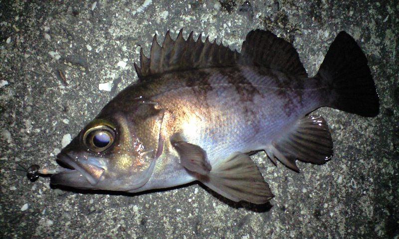 2011年釣り納め…今年一年を振り返って。