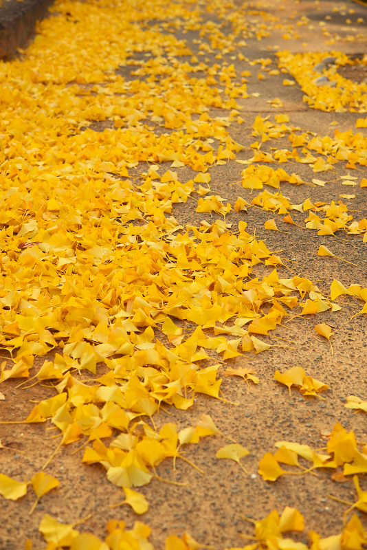 紅葉