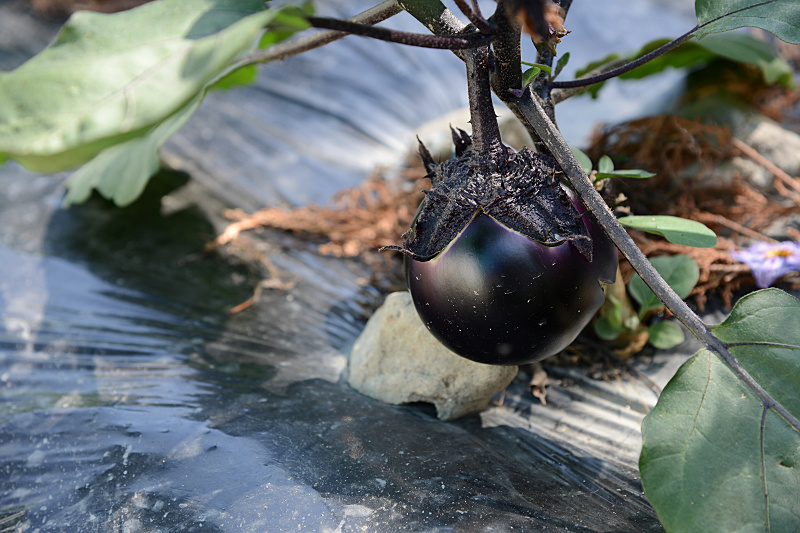 growing vegetables